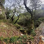 Chalet Forest