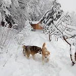 Forest Chalet
