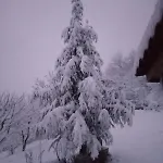 Chalet Forest