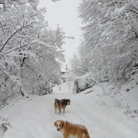 Forest Alpesi faház Ipáti