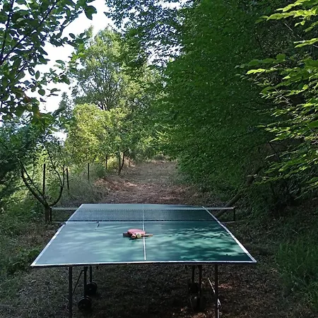 Forest * Ipáti