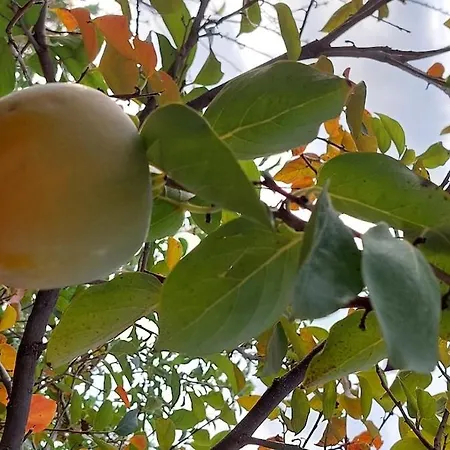 Alpesi faház Forest Ipáti