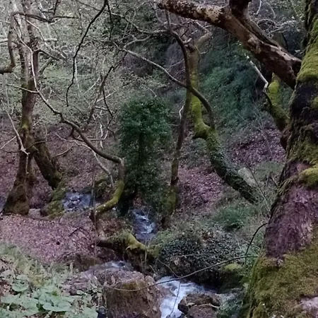 Alpesi faház Forest